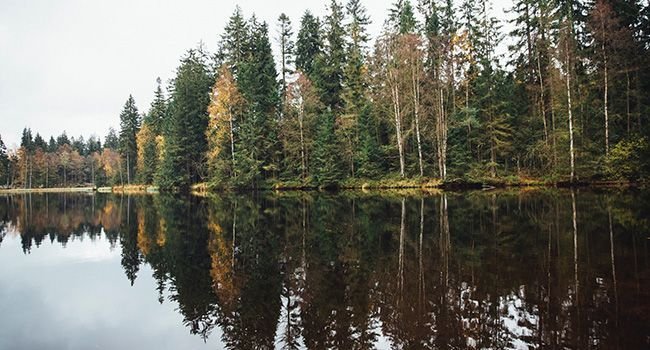 Ein Abschnitt Waldfläche spiegelt sich im Wasser eines See wider.