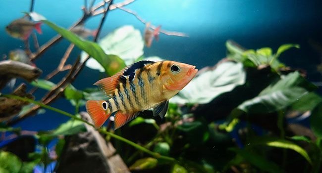 Ein Zebrafisch im Meer.