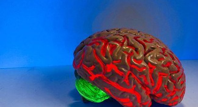 Das Bild zeigt das Modell eines Gehirns, leuchtend vor blauem Hintergrund. 