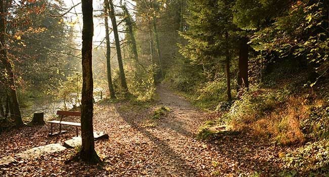 Waldweg und eine Bank