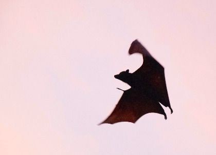 Photo by Igam Ogam Das Foto zeigt die Silhouette einer Fledermaus im Flug